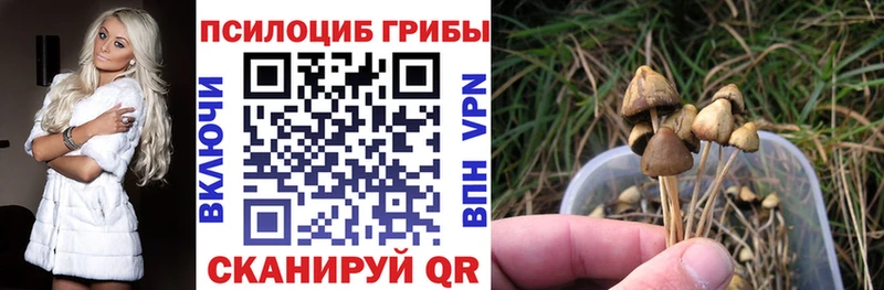 Купить где  Клин  Псилоцибиновые грибы Magic Shrooms 
